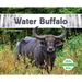 Water Buffalo