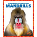 Mandrills