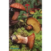 The Mushroom Manual