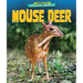 Mouse Deer