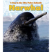Narwhal