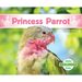 Princess Parrot