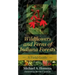 Wildflowers and Ferns of Indiana Forests: A Field Guide