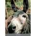 Burro's to Bisbee: Western Fiction Album
