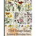 1914 Vintage Botany Botanical Illustration Sizes