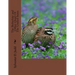 The Bobwhite and Other Quail Of The United States