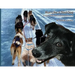 Run Like a Sled Dog: Another Black Bear Sled Dog Adventure