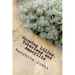 Growing Lilies, Tuberoses and Amaryllis