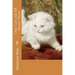 Our Cats and All About Them