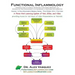 Functional Inflammology: Volume 1: Introduction to Clinical Nutrition, Functional Medicine, and Integrative Pain Management for Disorders of Su