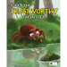 Terry the Trustworthy Tarantula