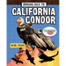 Bringing Back the California Condor