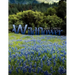 Wildflower