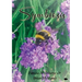 Symbiosis