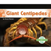 Giant Centipedes