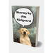 Stormy by Jim Kjelgaard: Winter in the Beaver Flowage was always harsh, with deep snow, bitter winds, and zero temperatures the rule rather tha