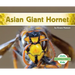Asian Giant Hornet