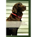 Kodiak ... A Chocolate Labrador Retriever and my best friend