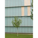A Kassen: Dimensions Variable