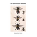 Bee Genetics and Breeding