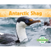 Antarctic Shag