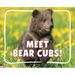 Meet Bear Cubs!