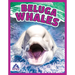 Beluga Whales