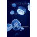 Jellyfish Jealousy