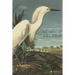 The Birds of America
