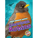 American Robins