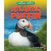 Atlantic Puffin
