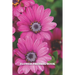 Flower Pressing Book: Pick, Press, Paste Whole Flower, Petals, Leaves, Stem and Other Organic Botanical Pieces