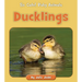 Ducklings