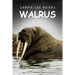 Walrus - Sandie Lee Books