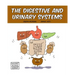 The Digestive and Urinary Systems