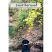 Saint Bernard The Twelve Degrees Of Humility And Pride
