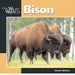 Bison