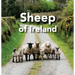 Sheep of Ireland