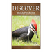 Woodpeckers - Discover: Early reader's wildlife photography book