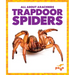 Trapdoor Spiders
