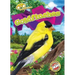 Goldfinches