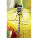 Dragonflies and Damselflies of Oregon: A Field Guide