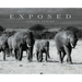 Exposed: Africa Series