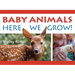 Baby Animals!: Here We Grow