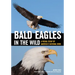Bald Eagles in the Wild: A Visual Essay of America's National Bird