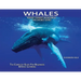 Whales: The Complete Guide For Beginners & Early Learning