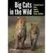 Big Cats in the Wild: A Visual Essay of Lions, Jaguars, Leopards, Pumas, and More