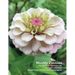 Mostly Zinnias: Flower Photos Pre and Post Hurricane Ida
