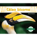 Calao Bicorne (Great Hornbills)