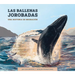 Las Ballenas Jorobadas: Una Historia de Migración: Spanish Edition